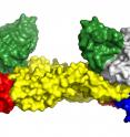 This image shows the 3-D structure of the Zika virus envelope protein (red, yellow and blue) in complex with the neutralizing antibody (in green and white).