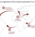 Historical migration of the malaria parasite <i>P.vivax</i>.