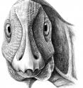 This is a reconstruction of the young, deformed <i>Telmatosaurus</i> individual, with the ameloblastoma just becoming visible on its lower left jaw.