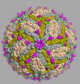 Scientists at Washington University School of Medicine in St. Louis have identified antibodies capable of protecting against Zika virus infection, and located the precise spot on the Zika virus that the antibodies recognize. The work is a significant step toward developing a vaccine, better diagnostic tests and possibly new antibody-based therapies. Shown is an image of Zika virus captured via cryo-electron microscope.