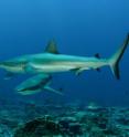 This photo shows a pair of gray reef sharks patrol the deep outer terrace at Palmyra Atoll in the Line Islands.