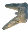 The tooth of <i>Orthacanthus</i> in oral view.