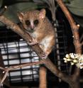 The extinct Gujarat primates appear to be most similar to the gray mouse lemur, </i>Microcebus murinus</i>, pictured here.