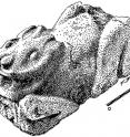 An illustration of the leporid sculpture from the Oztoyahualco compound of Teotihuacan.