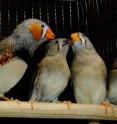 A family of zebra finches.