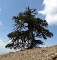 Adonis, a Bosinan pine, more than 1,075 years old, living in the alpine forests of the Pindos mountains in northern Greece.