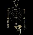 This is Lucy, a 3.18 million year old fossil specimen of <i>Australopithecus afarensis</i>.