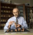UT Austin professor John Kappelman with 3-D printouts of Lucy's skeleton illustrating the compressive fractures in her right humerus that she suffered at the time of her death 3.18 million years ago
