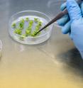 A researcher transfers tomato plantlets from a plate of regeneration medium.