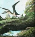 Artist impression of the small-bodied, Late Cretaceous azhdarchoid pterosaur from British Columbia. These flying reptiles are shown here not surrounded not by other pterosaurs, but birds. Some researchers have argued that small pterosaurs were ecologically replaced by birds by the Late Cretaceous, but the discovery of new, small-bodied pterosaur remains from British Columbia shows that at least some smaller flying reptiles lived alongside ancient birds. .