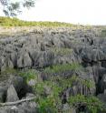 Iconic limestone Tsingy rocks in Ankarana National Park in northern Madagascar where the ghost snake was discovered.