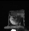 Echolocating bats are champions of auditory scene analysis, exploiting active sensing processes to perceive the world in high spatial and temporal resolution.  The bat adapts in tandem its outgoing sonar vocalizations with movements of the external auditory system to increase sensory acuity.