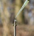 After a young maple tree has been cut, roe deer saliva is applied with a pipette to the cut surface.