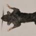 The second male specimen of&nbsp;<em>Zenkerella insignis</em>&nbsp;was found near the village of Ureca on Bioko, an island off the west coast of Africa.
